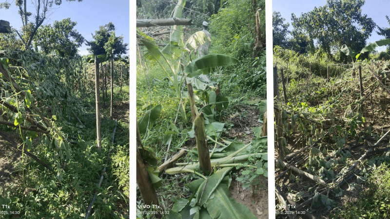 মানিকছড়িতে ইউপিডিএফ সন্ত্রাসীদের ধ্বংসযজ্ঞে ক্ষতিগ্রস্ত বাঙালি কৃষকের ৫ একর জমি